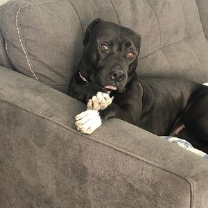 Meet your Posher, Isabella